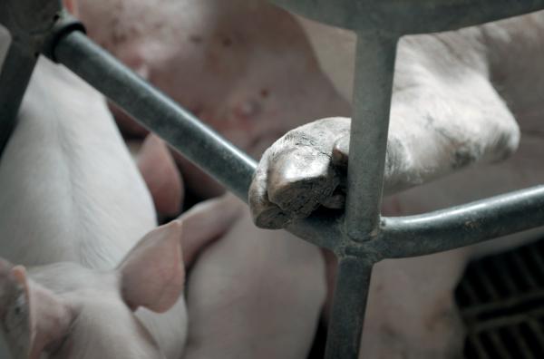 Bild 1 von 2: Was empfinden Tiere? Eine Sau in einem Kastenstand kann sich wochenlang nicht umdrehen.