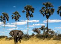 Naturwunder Okawango