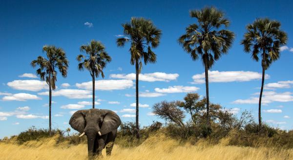 Bild 1 von 7: Ein einsamer Elefant zieht durch das lange, trockene Gras. Eine Reihe Lala Palmen.