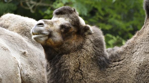 Bild 1 von 3: Der Kamelhengst Azeem.