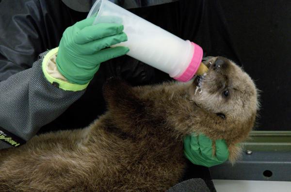 Bild 1 von 5: Im Monterey Bay Aquarium werden verwaiste Otterwelpen aufgezogen und im Erwachsenenalter wieder ausgewildert, um das Überleben der vom Aussterben bedrohten Art zu gewährleisten.