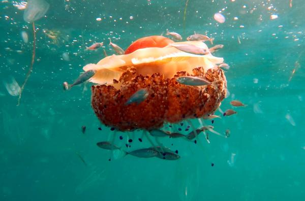 Bild 1 von 8: Cassiopeia-Quallen sind eine beliebte Nahrungsquelle für kleine Fische, da sie in einer Symbiose mit Algen leben.