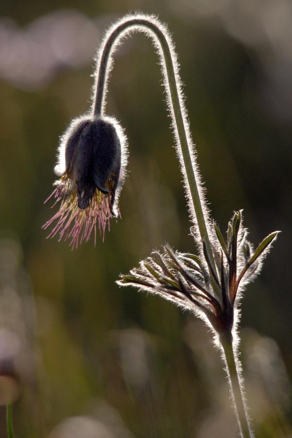 Bild 1 von 17: Die feinen Härchen schützen die Küchenschelle vor Kälte - auch in Dänemark ist die Pflanze selten geworden.
