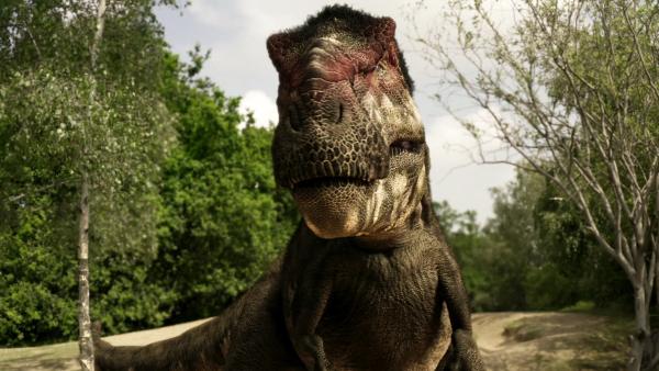 Bild 1 von 15: Tyrannosaurus jagte auch junge Artgenossen.