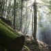 Mythos Wald