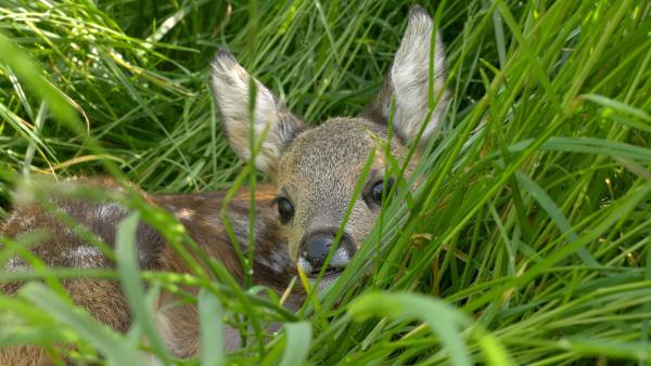 Bild 1 von 22: Im Bild: Rehkitz.