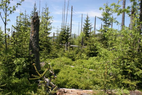Bild 1 von 6: Als ab 1990 eine außergewöhnlich starke Borkenkäfermassenvermehrung im Nationalpark mehrere tausend Hektar alter Fichtenbestände abtötete und die Parkverwaltung eine Bekämpfung bewusst unterließ, begann bald ein neuer, gesünderer Wald heranzuwachsen - ein neuer Urwald. Binnen weniger Jahre ist an die Stelle der einstigen Fichtenmonokulturen ein artenreicherer Wald mit Fichten, Eschen, Buchen und Tannen getreten. Natürlich zog diese Vielfalt auch viele neue Tier- und Pflanzenarten an. Selbst Luchs und Fischotter sind zurückgekehrt und haben hier wieder eine Heimat gefunden.
