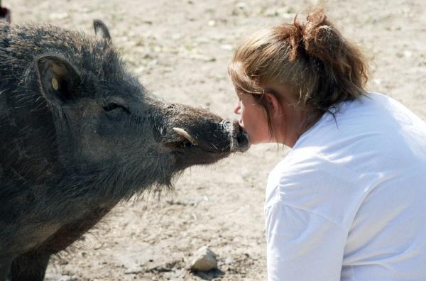 Bild 1 von 2: Nie hätte Sabine Landais gedacht, dass sie eines Tages Wildschweine halten und eine enge Bindung zu ihnen aufbauen würde.