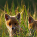 Abenteuer Wildnis