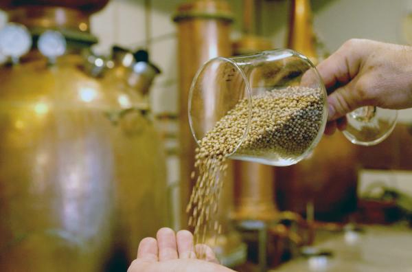 Bild 1 von 3: Die Samen des Korianders haben einen zitronigen Geschmack und werden unter anderem zur Herstellung von Gin verwendet.