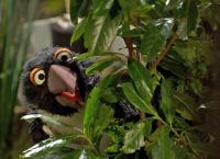 Sesamstraße präsentiert: Eine Möhre für Zwei