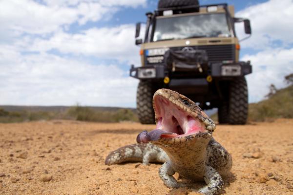 Bild 1 von 5: Ein Tannenzapfenskink. Er saß mitten auf der Straße und drohte.