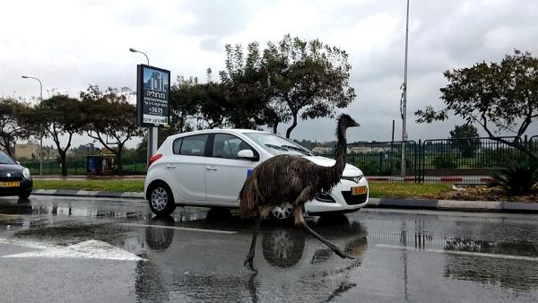 Bild 1 von 3: In vielen Regionen der Welt stellen frei herumlaufende Wildtiere eine ernsthafte Gefahr für alle Verkehrsteilnehmer dar.