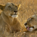 Serengeti