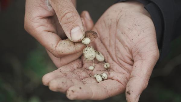 Bild 1 von 3: Es gibt über 3000 gezüchtete Kartoffelsorten auf der Welt. Alle stammen von solchen kleinen Wildkartoffeln aus Südamerika ab.