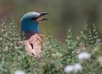 Wildes Italien