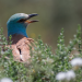Wildes Italien