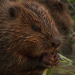 Welt der Tiere