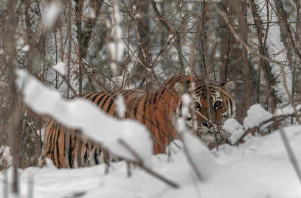 Bild 1 von 5: Sibirischer Tiger im Wald von Durmin