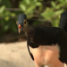 Maleo - Der Vogel, der aus der Erde kommt