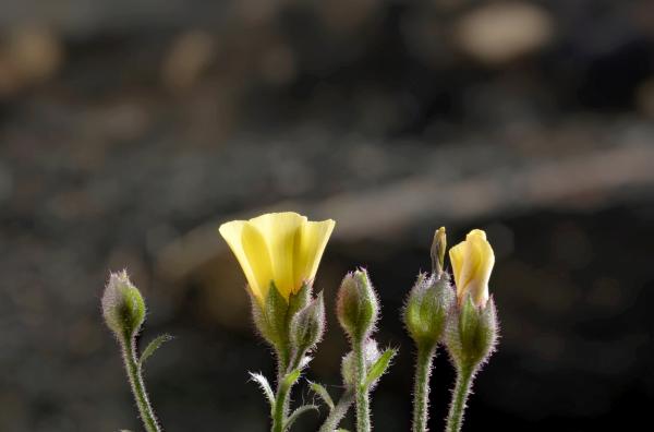 Bild 1 von 5: Das Taublatt ist ein Pyrophyt ? es braucht das Feuer zum Überleben. Das artenreiche spanische Buschland existiert ohnehin nur, weil es hier regelmäßig brennt.