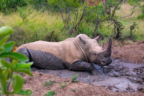 Bild 1 von 3: Breitmaulnashorn im Schlamm.