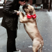 Rocky