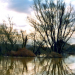 Fluss ohne Grenzen - Auenwildnis an der March