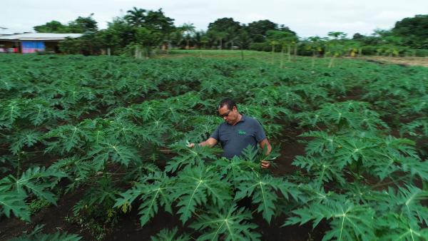 Bild 1 von 13: Der brasilianische Forscher Newton Falcao stellt fest: Mit Hilfe des natürlichen Superdüngers \