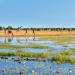 Die Wildnis Afrikas: Vier Jahreszeiten