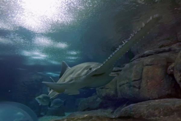 Bild 1 von 4: Äußerlich ist der Sägefisch eine Mischung zwischen einem Rochen und einem Hai.