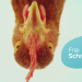 Frei Schnauze - Das Tiermagazin