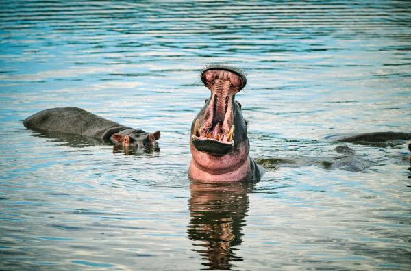 Bild 1 von 4: Flusspferde im Wildreservat