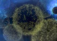 Strip the Cosmos: Die Große Mauer