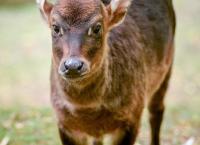 Zoo und so - Tierisch wild!