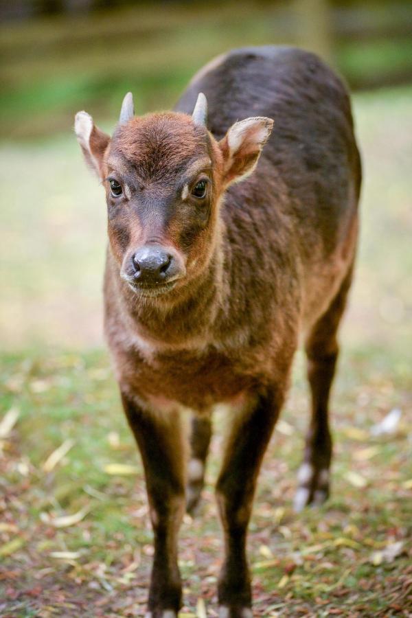 Bild 1 von 20: Im Bild: Tiefland-Anoa.