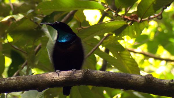 Bild 1 von 10: Ein Prachtparadiesvogel (Männchen).