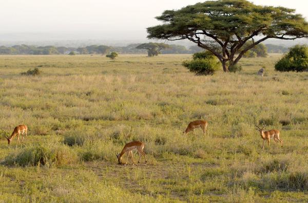 Bild 1 von 7: Der Amboseli-Nationalpark beheimatet allein 80 Arten von Säugetieren. Er gehört zu den beliebtesten Zielen von Ballonfahrern.