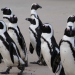 Safari-Paparazzi - Wildlife pur