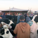 Tiertransporte gnadenlos - Viehhandel ohne Grenzen