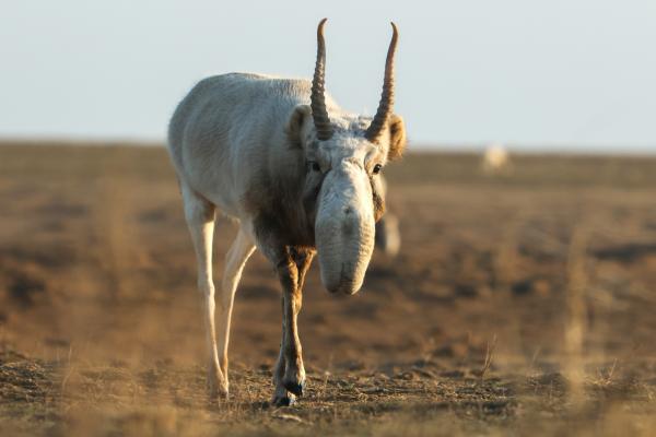 Bild 1 von 15: Ein Saigabulle in der Eurasischen Steppe. Besonderes Merkmal - eine Riesennase.