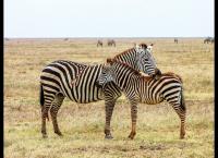 Tierische Titanen