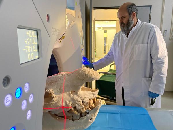 Bild 1 von 8: Um wertvolle Gene zu erhalten, werden im Berliner Institut für Zoo- und Wildtierforschung Nashornschädel aus Museen im MRT untersucht.