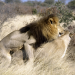 Die Löwen der Kalahari