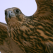 Welt der Tiere