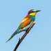 Vielfältige Vogelwelt Österreich