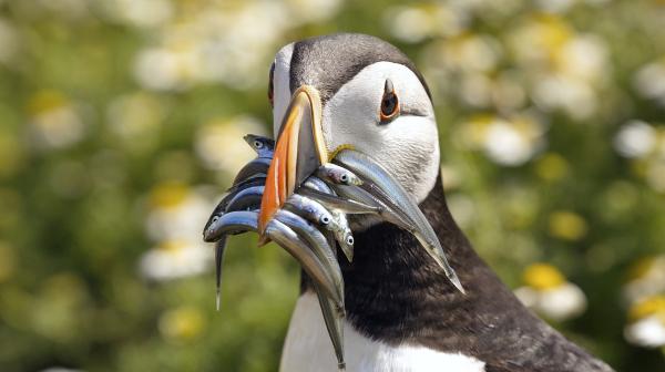 Bild 1 von 2: Papageitaucher sind einfach unverwechselbar. Ihre bevorzugte Beute sind Sandaale.