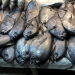 Die Gier nach Lachs - Wie ein Fisch den Planeten zerstört