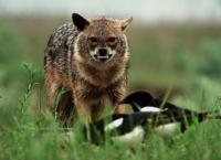 Tierische Kämpfer