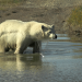 Welt der Tiere